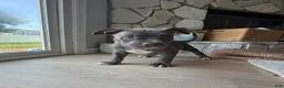 American Bully dogs for sale: Willow - XL American Bully Puppy  - Ad 8