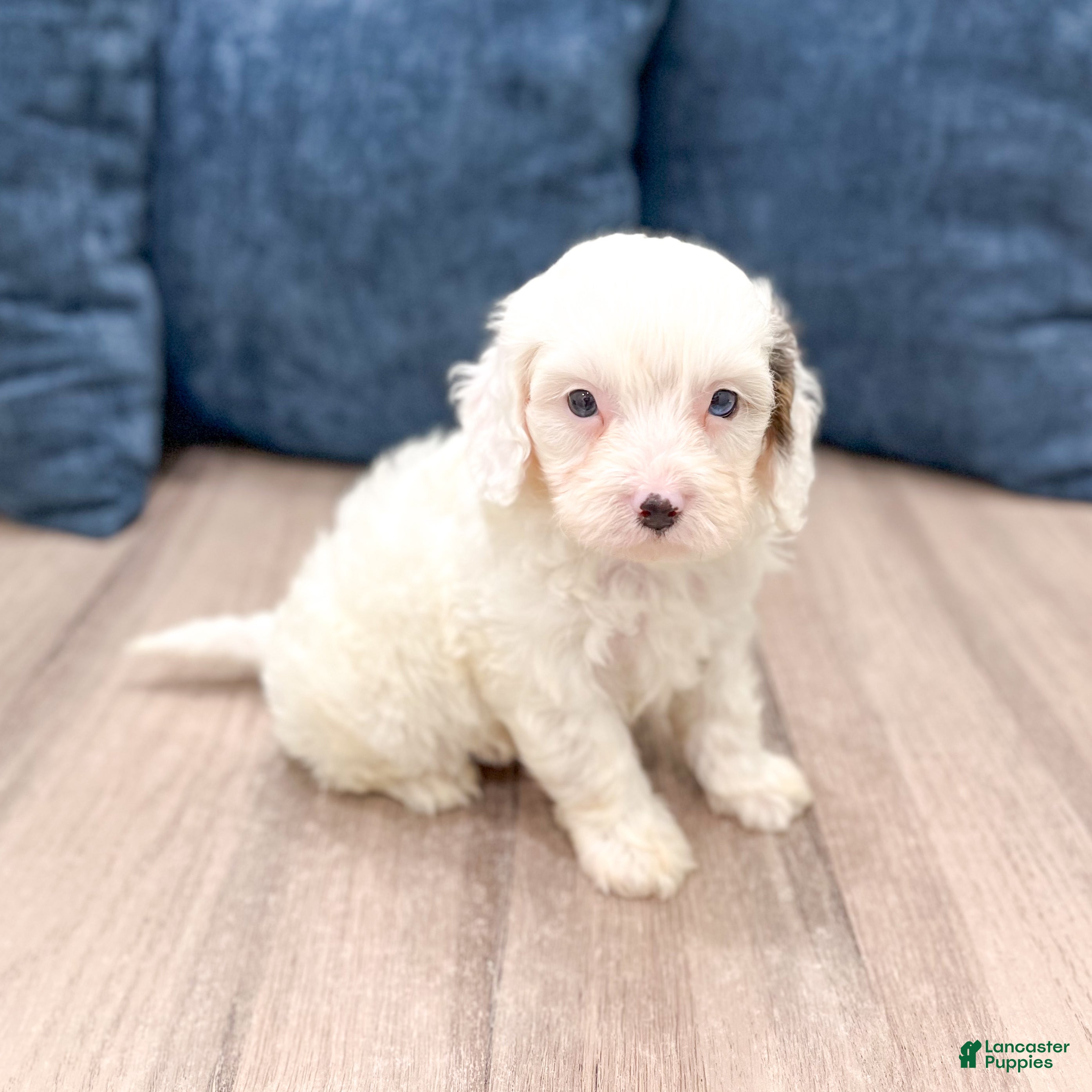 Cavapoo dogs Hunter - Ad 1