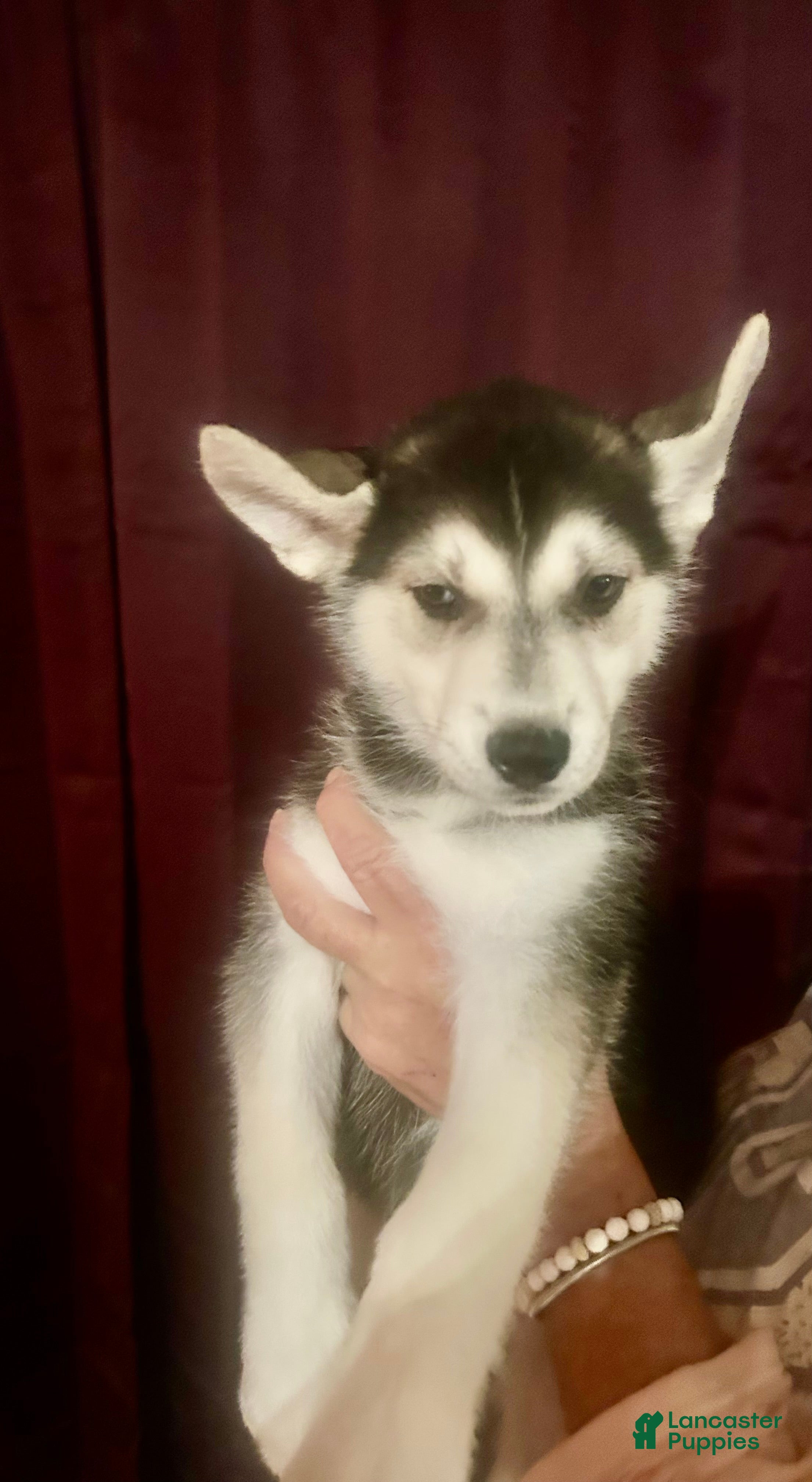 Mixed Breed dogs Mixed Breed Puppy 1 - Ad 24