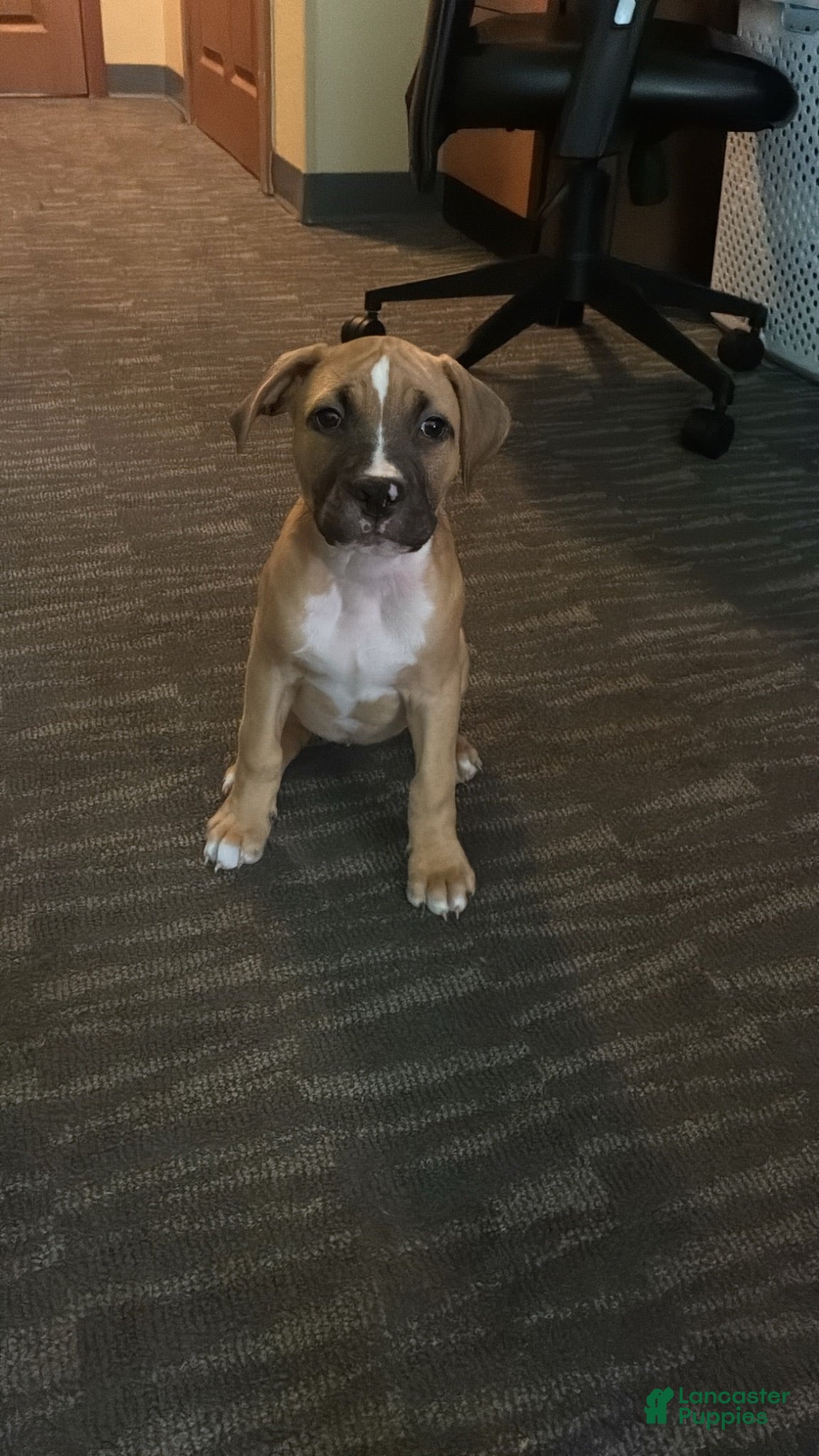 Mixed Breed dogs Athena - Ad 38