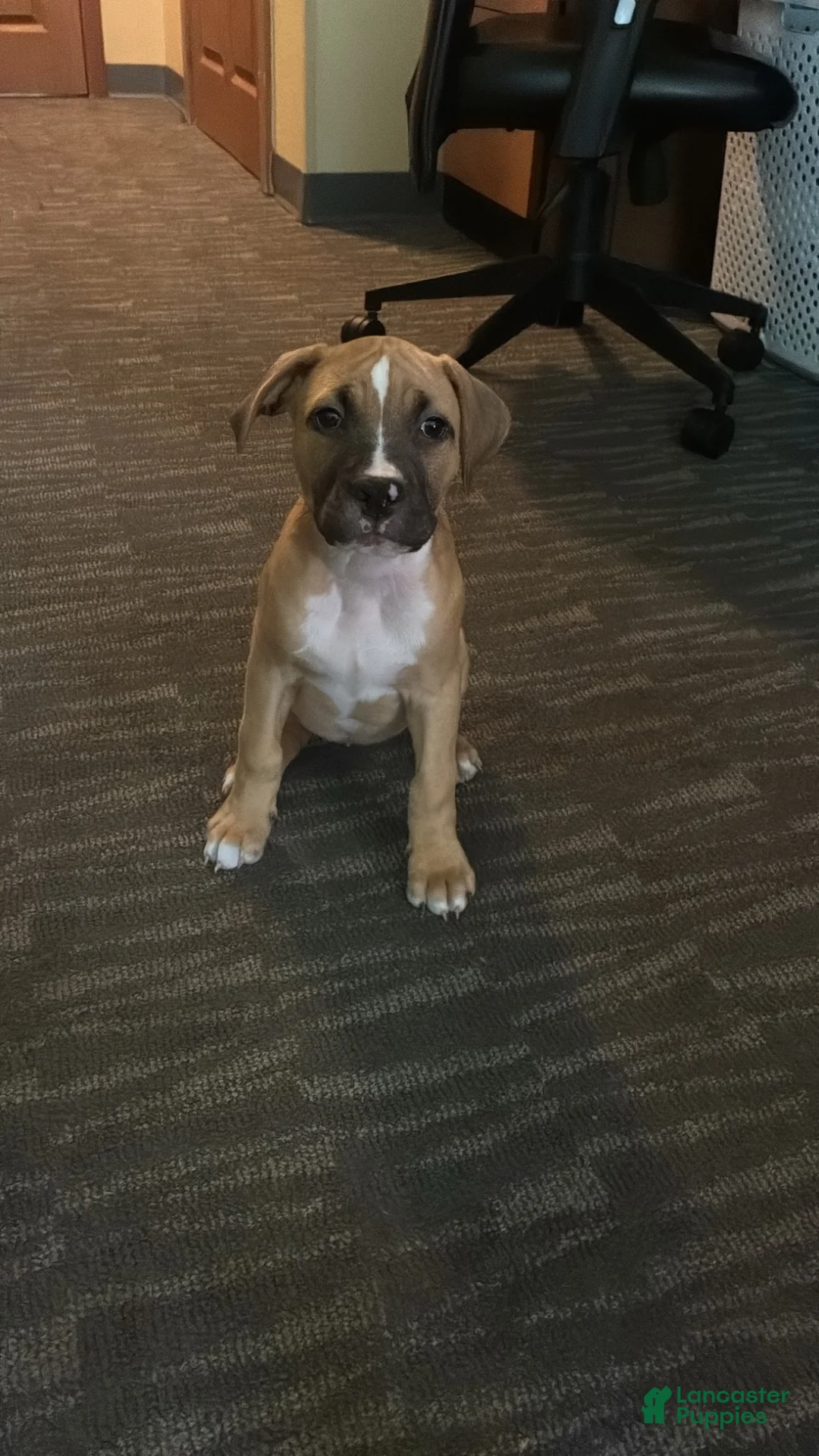 Mixed Breed dogs for sale: Athena - Ad 1