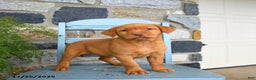 Labrador Retriever dogs for sale: Cheddar - Ad 2