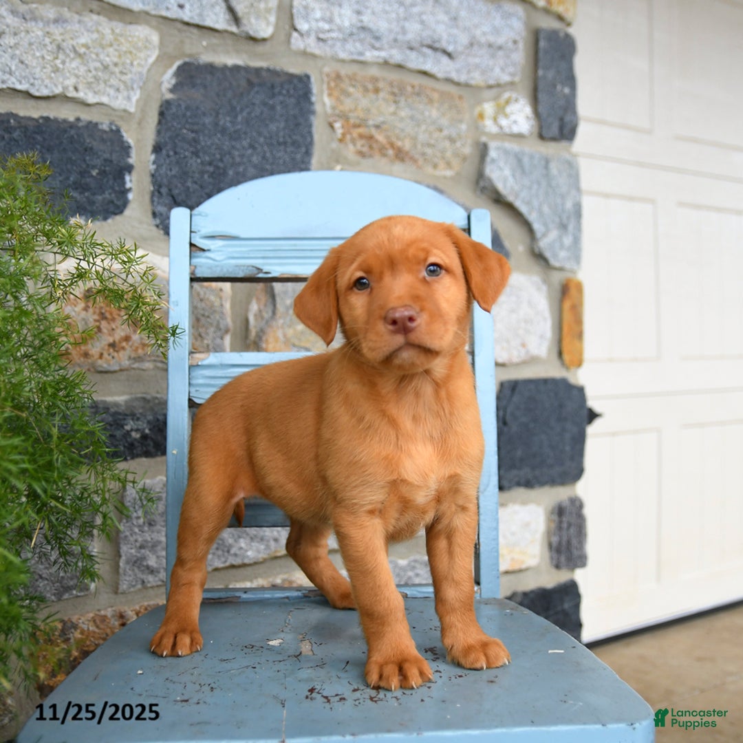 Labrador Retriever dogs for sale: Cheddar - Ad 2