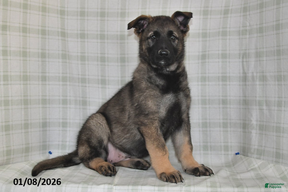 German Shepherd dogs Zoe - Ad 41