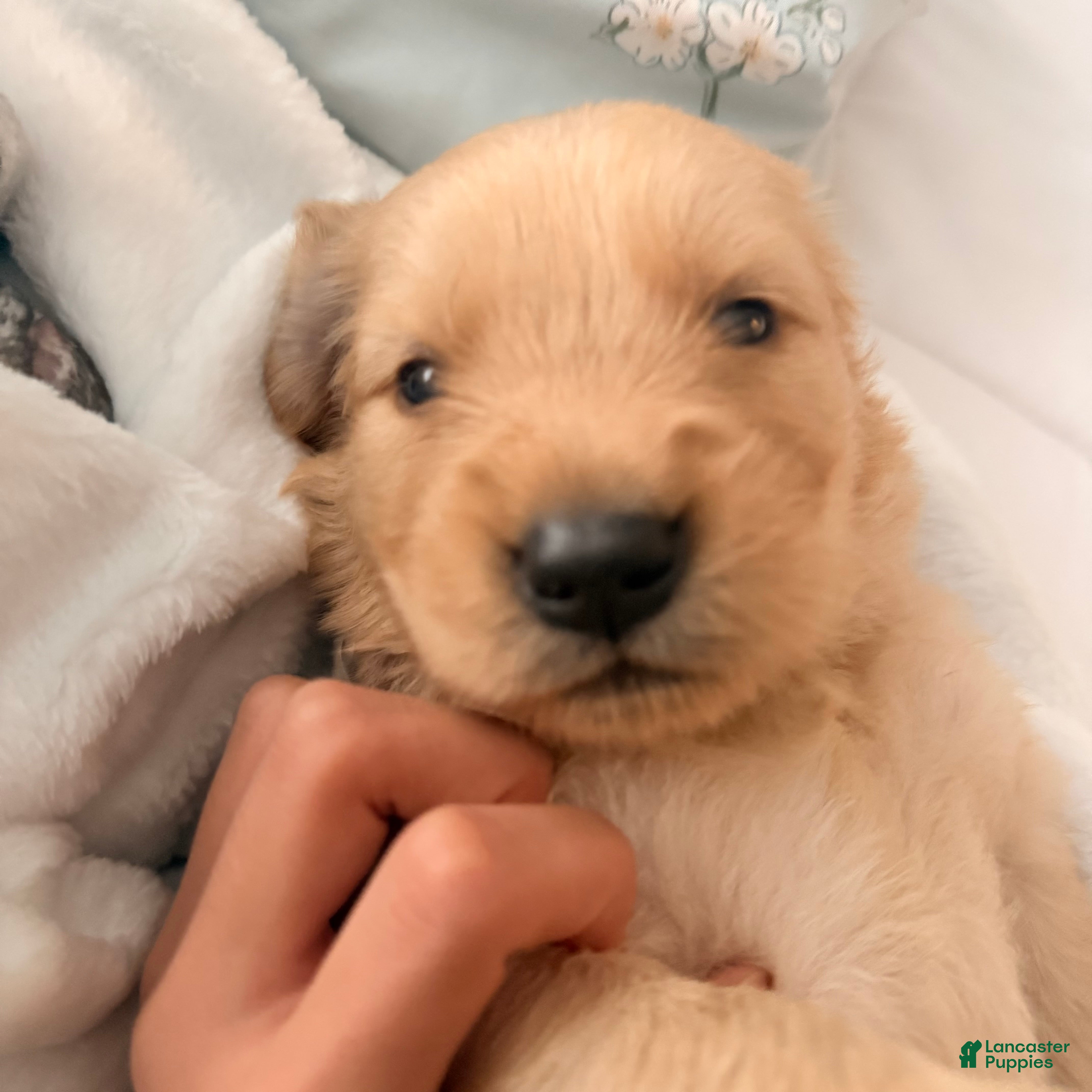 Golden Retriever dogs Golden Retriever 8 - Ad 41