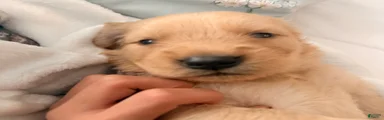 Golden Retriever 8