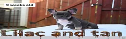 French Bulldog dogs for sale: French Bulldog 2 - Ad 3
