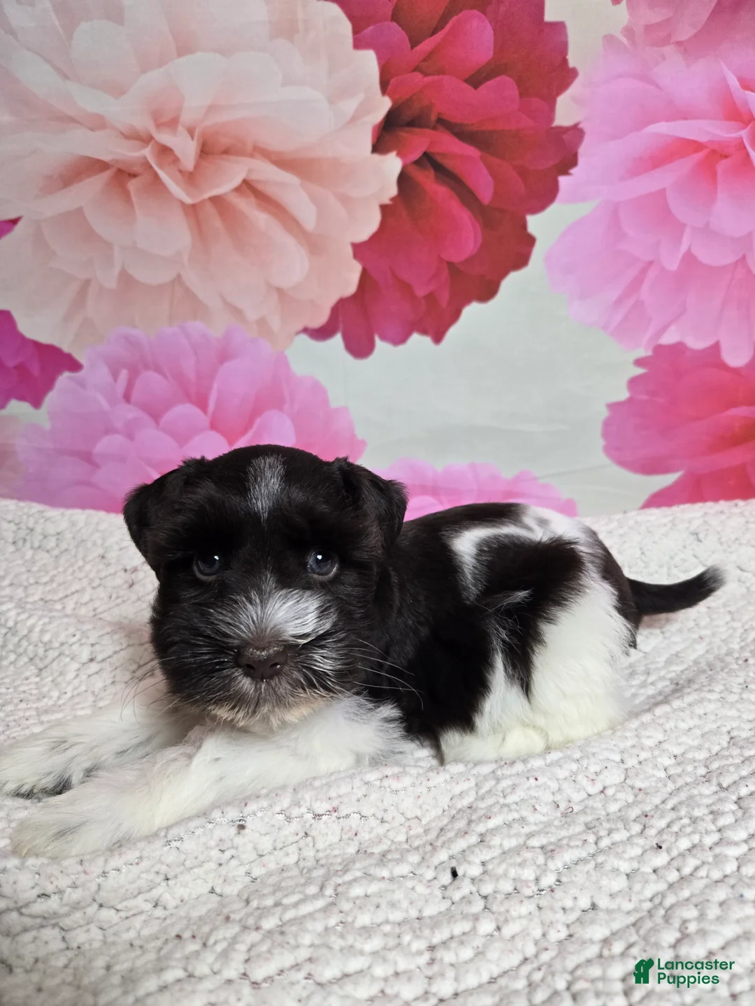 Miniature Schnauzer dogs for sale: Coral - Ad 2