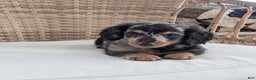 Miniature Dachshund dogs for sale: Freddie  - Ad 4