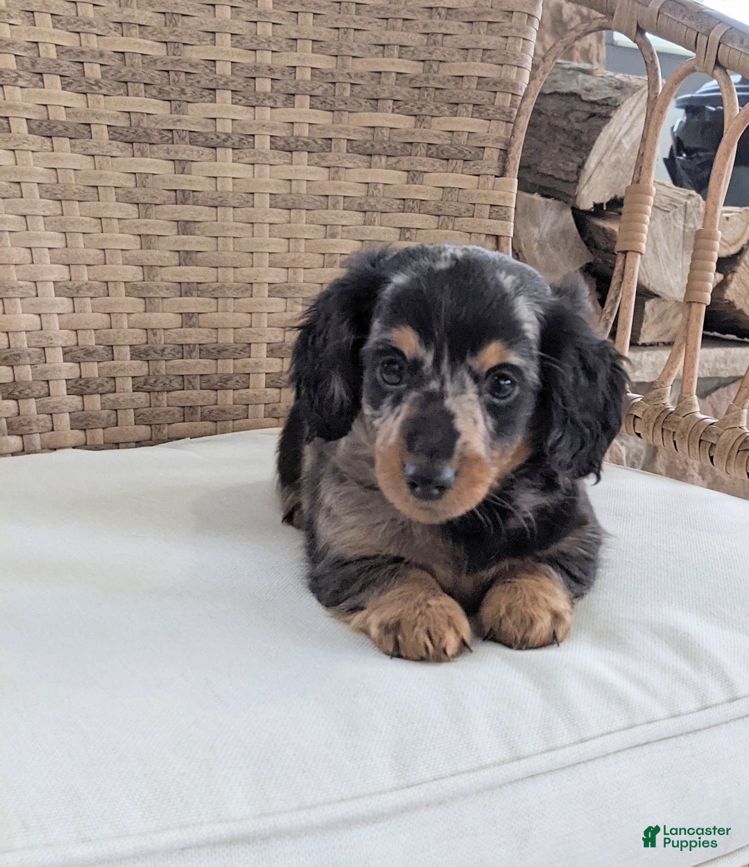 Miniature Dachshund dogs for sale: Freddie  - Ad 4