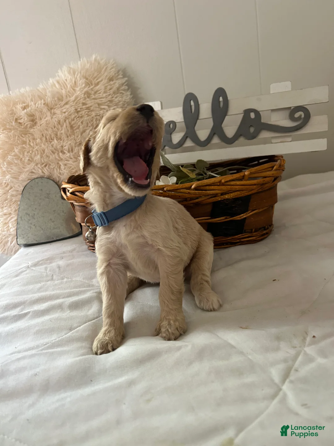 Goldendoodle dogs for sale: Goldendoodle Puppy 5 - Ad 1