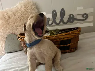 Goldendoodle dogs Goldendoodle Puppy 5 - Ad 8