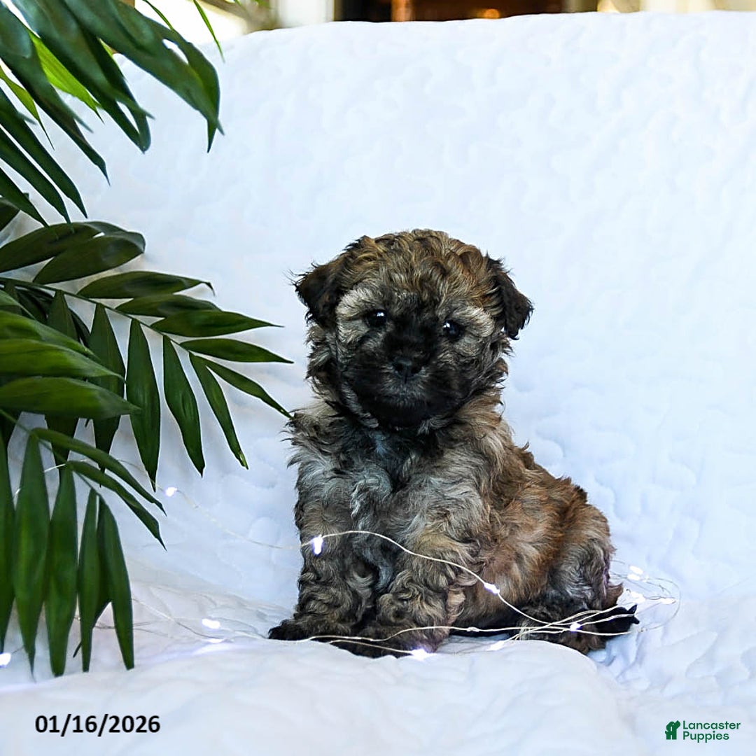 Mixed Breed dogs for sale: Cocoa - Ad 3