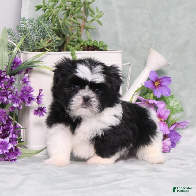 Shih Tzu dogs Polecat - Ad 1