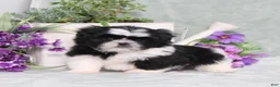 Shih Tzu dogs for sale: Polecat - Ad 1