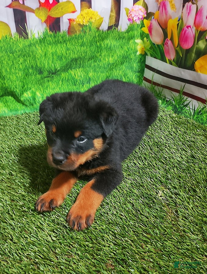 Rottweiler dogs Maverick - Ad 2