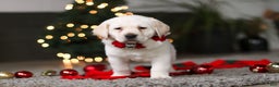 Labrador Retriever dogs for sale: Buddy - Ad 10