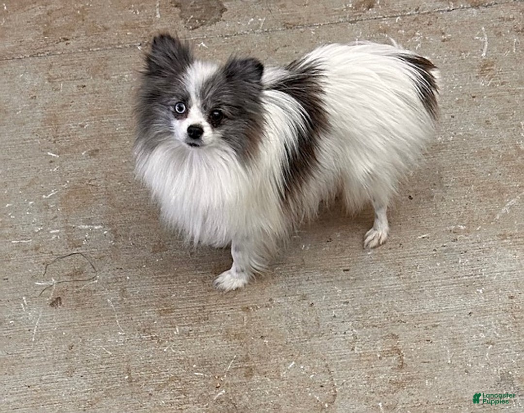 Pomeranian dogs for sale: Opal - Ad 4