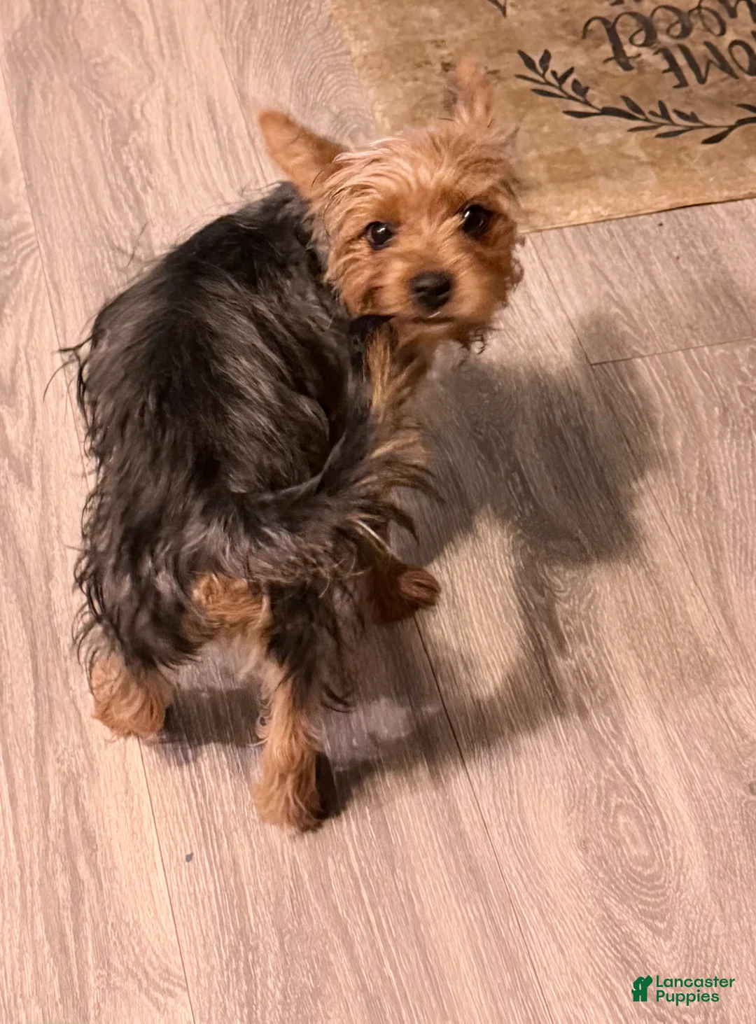 Yorkshire Terrier dogs for sale: Charlie  - Ad 2