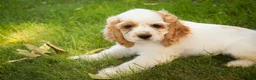 Cocker Spaniel dogs for sale: Ash Cocker Spaniel  - Ad 9