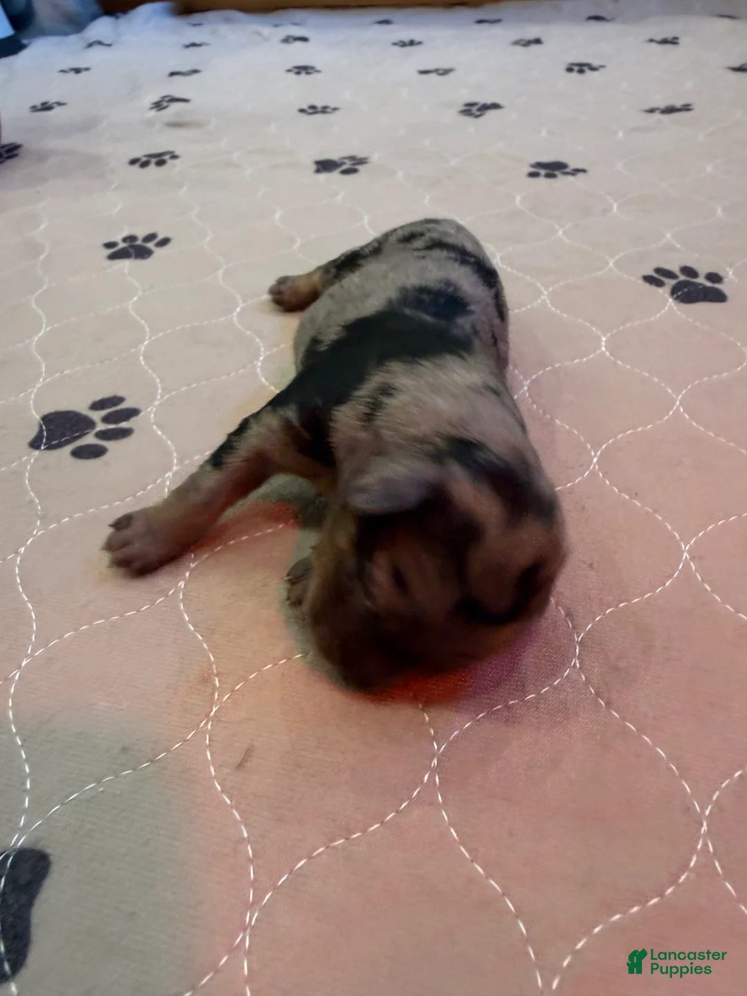 Mini Bernedoodle dogs for sale: Teddy - Ad 2