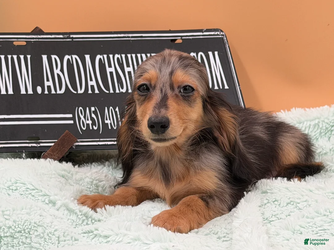 Miniature Dachshund dogs for sale: Miniature Dachshund Puppy 2 - Ad 2