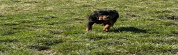 Rottweiler dogs for sale: Wyatt - Ad 4