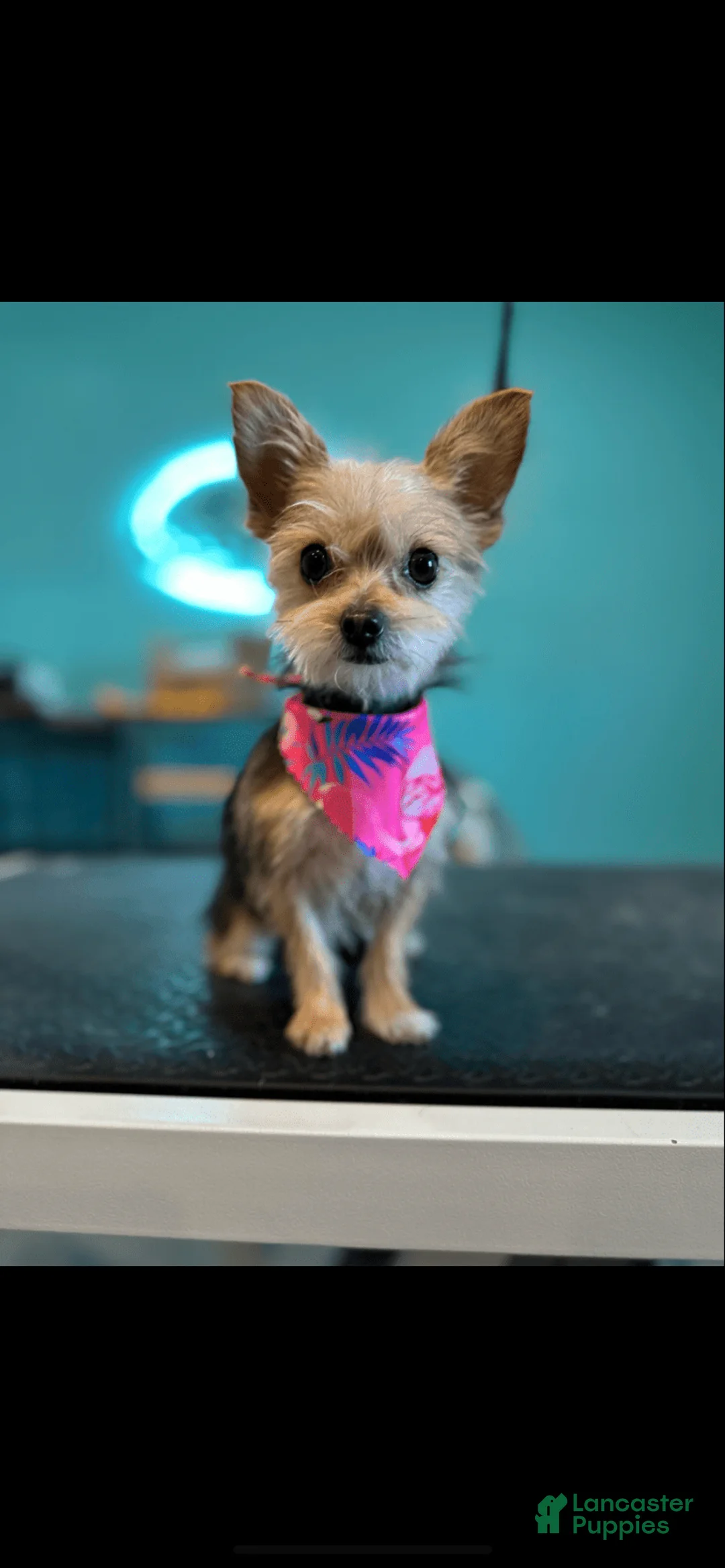 Gallery Image {{count}}