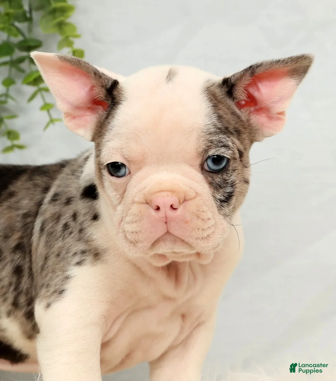 Frenchton dogs for sale: Clint - Ad 6