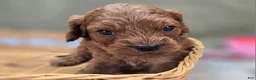 Cockapoo dogs for sale: Nigel - Ad 22