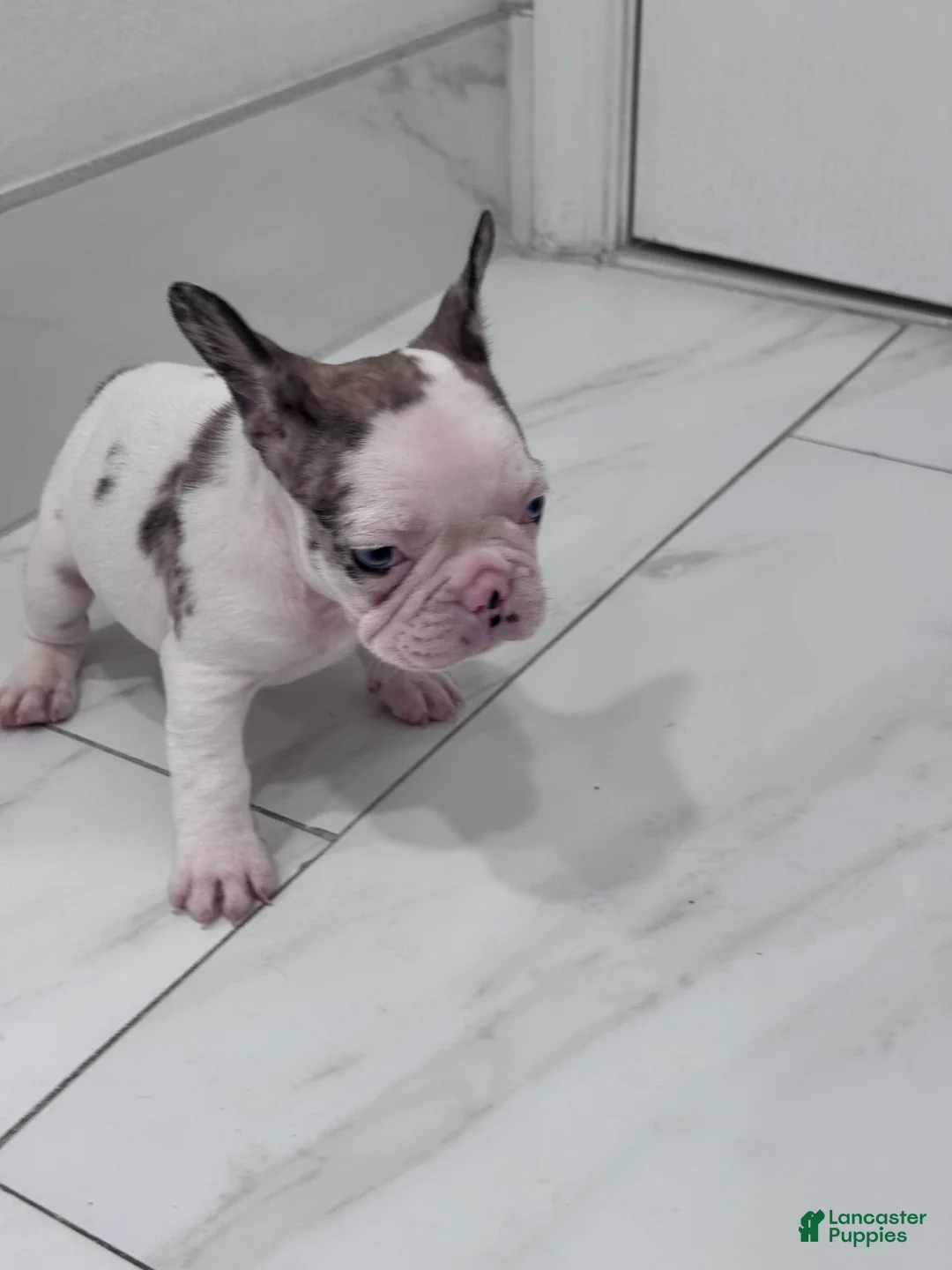 French Bulldog dogs for sale: French Bulldog Puppy 1 - Ad 1