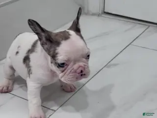 French Bulldog dogs French Bulldog Puppy 1 - Ad 32
