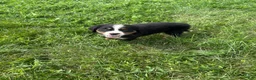 Bernese Mountain Dog dogs for sale: Paisley - Ad 7