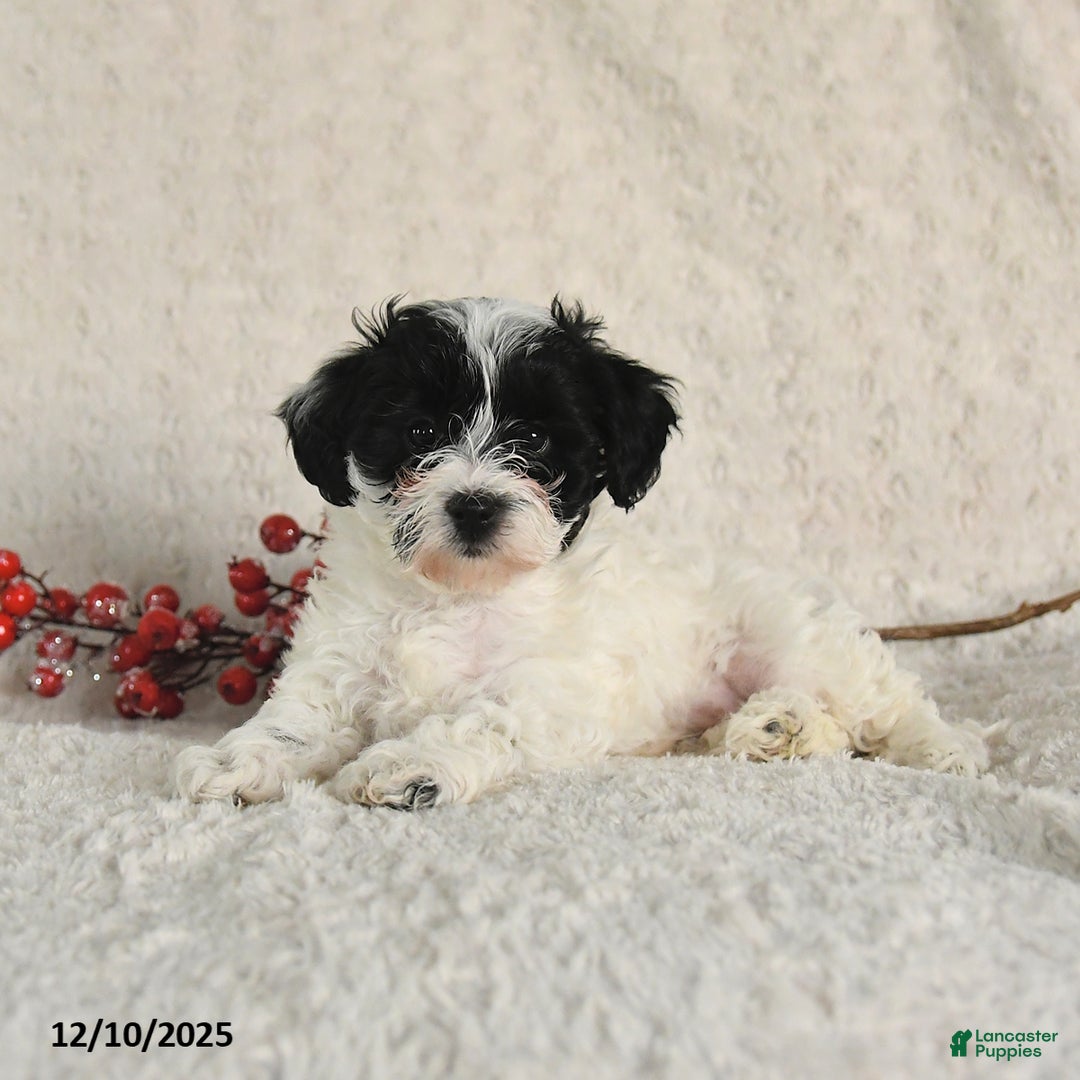 Yorkiepoo dogs for sale: Sheryl - Ad 4