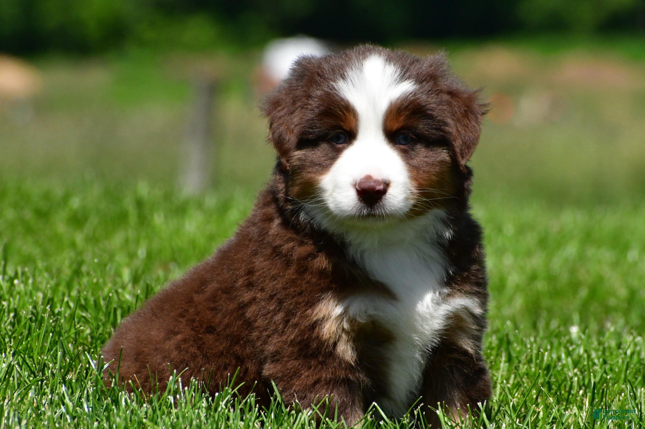 Miniature Australian Shepherd dogs for sale: Champ - Ad 6