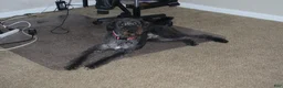 Labradoodle dogs for sale: Labradoodle 1 - Ad 3