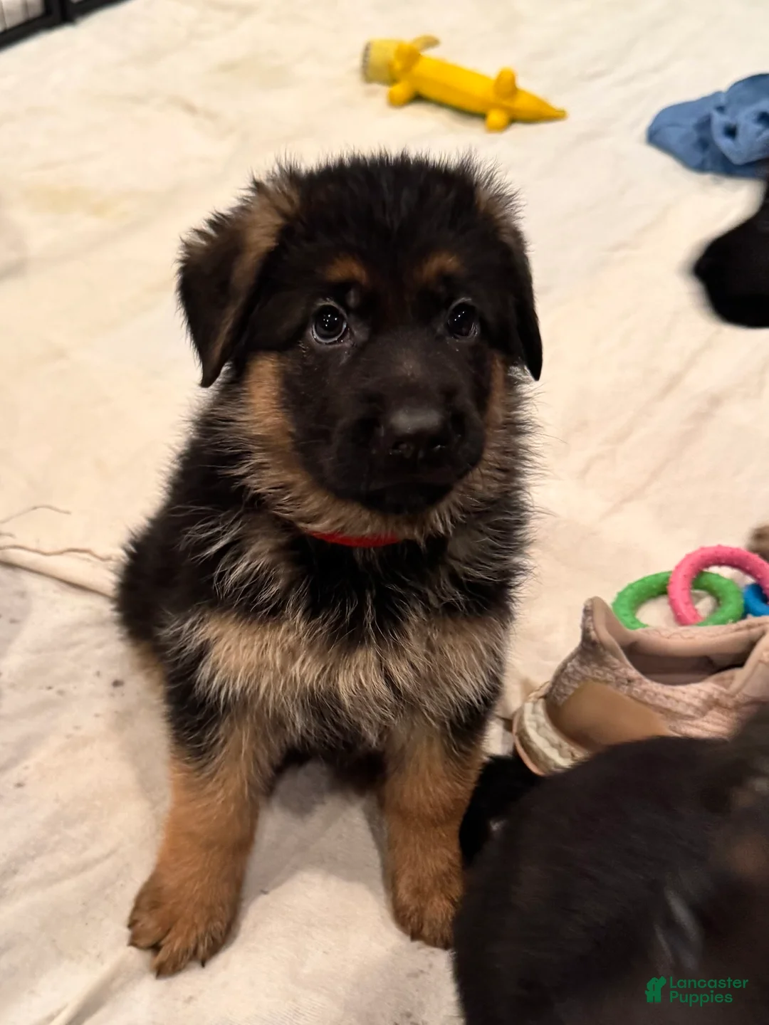 German Shepherd dogs for sale: German Shepherd Puppy 3 - Ad 6