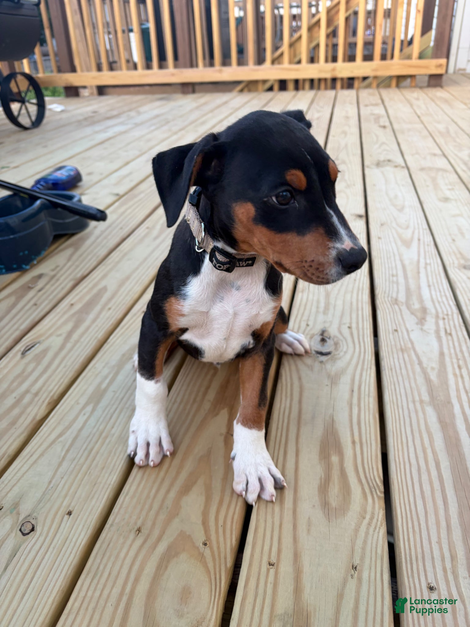 Mixed Breed dogs EJ - Ad 12
