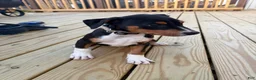 Mixed Breed dogs for sale: EJ - Ad 1