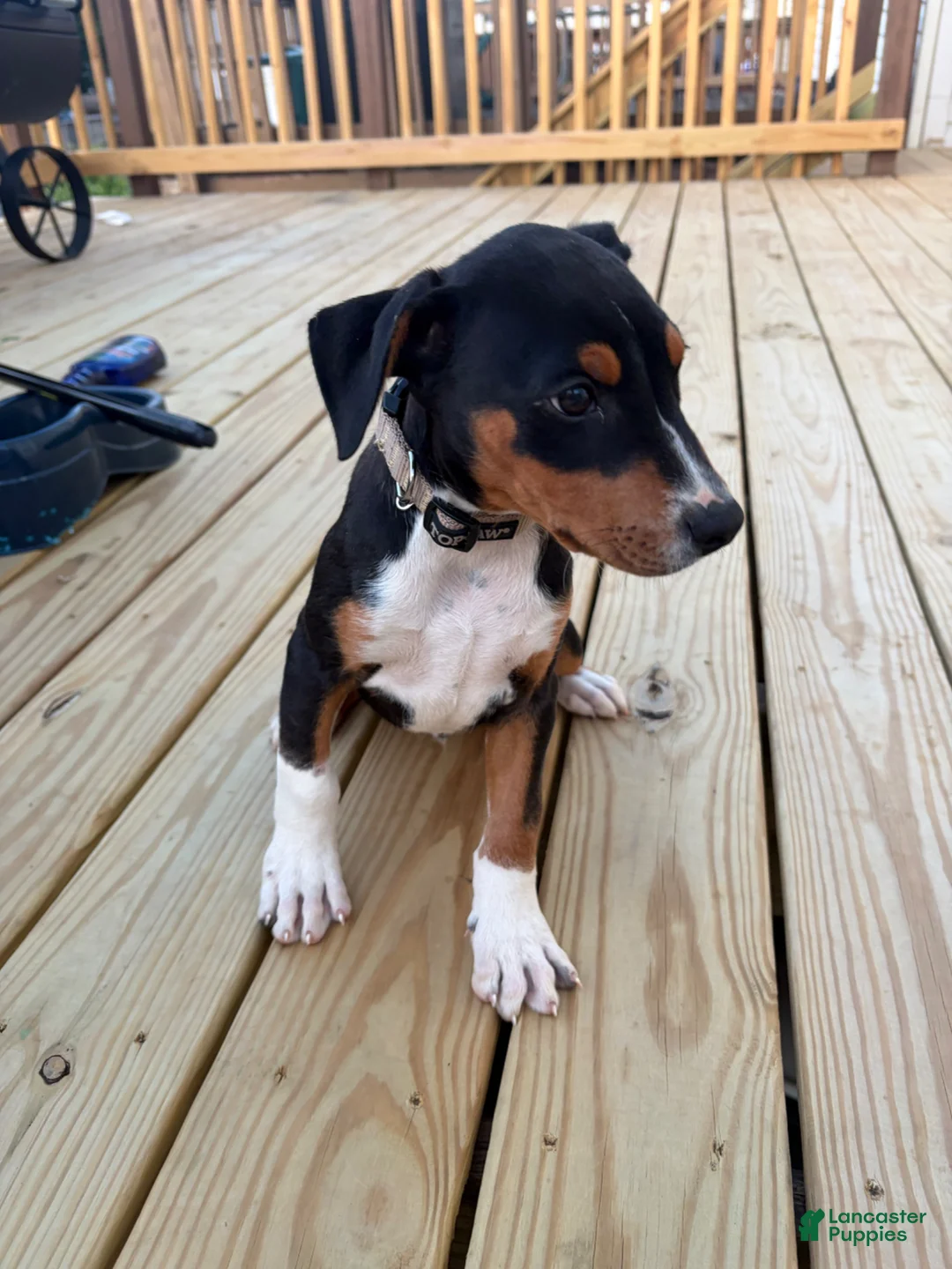 Mixed Breed dogs for sale: EJ - Ad 1