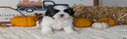 Shih Tzu dogs for sale: Kip - Ad 3