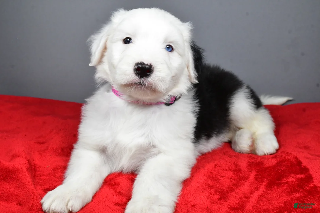Old English Sheepdog dogs for sale: Bella - Ad 4