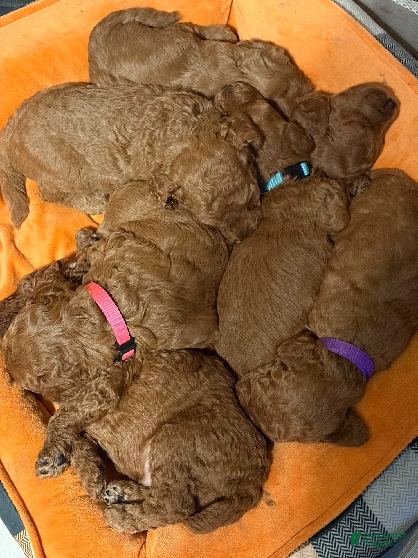 Goldendoodle dogs for sale: Goldendoodle 1 - Ad 14