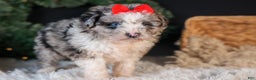 Mini Aussiedoodle dogs for sale: Gloria - Ad 8