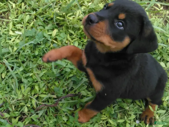 Rottweiler dogs Boy 1 - Ad 35