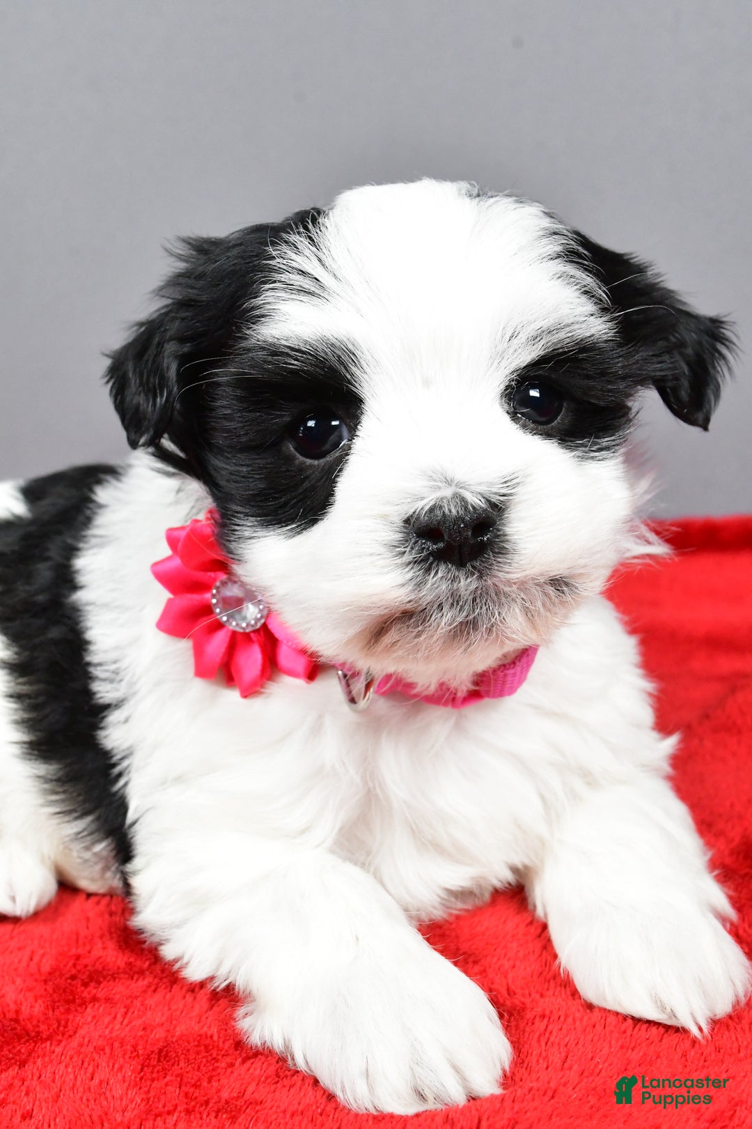Havanese dogs for sale: Daliah - Ad 3