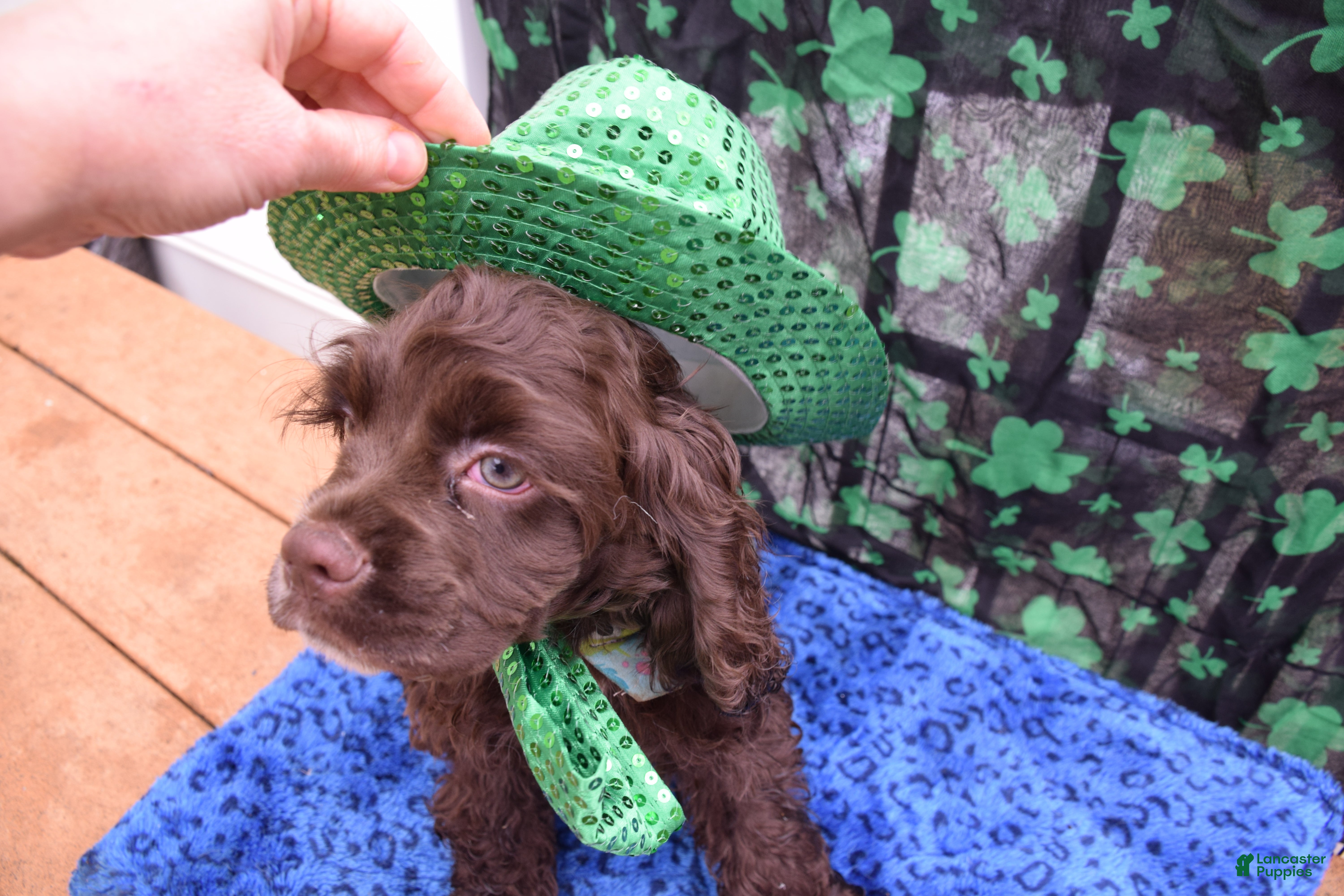 Cocker Spaniel dogs Teddy - AKC Cocker Spaniel - Ad 1