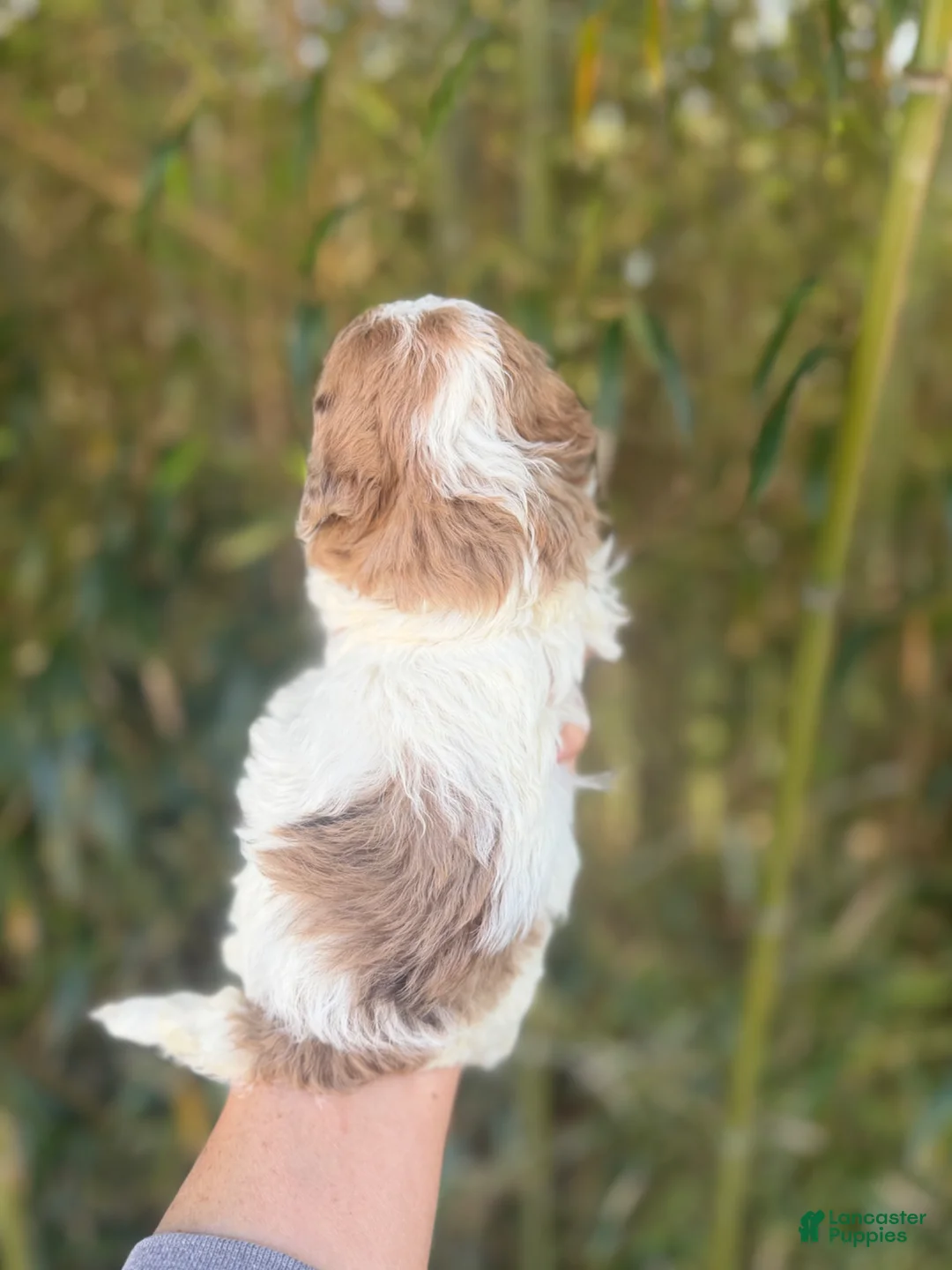 Cockapoo dogs for sale: Cockapoo Puppy 5 - Ad 2