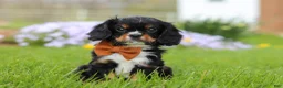 Cavalier King Charles Spaniel dogs for sale: Charlie - Ad 3