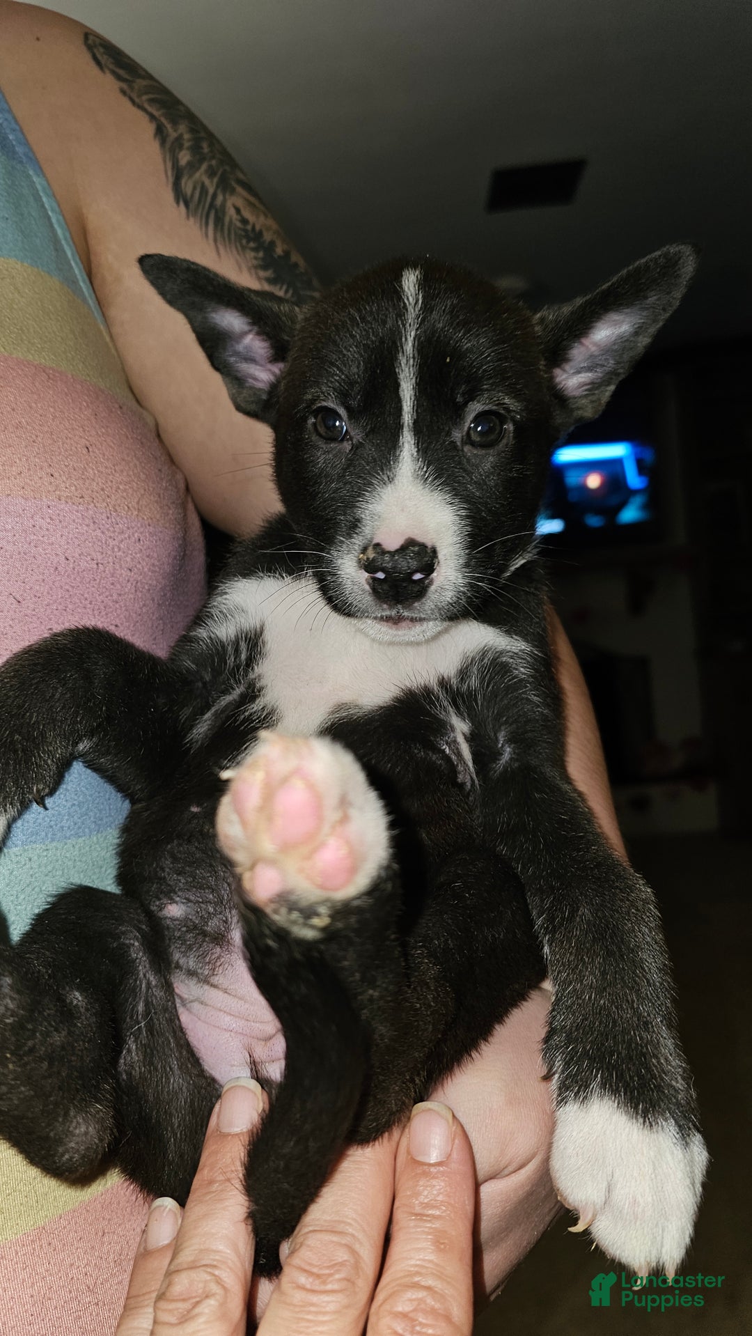 Mixed Breed dogs for sale: Mia - Ad 1